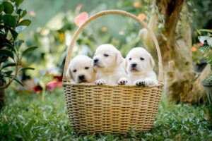 Tailoring Protection for Tiny Paws: Choosing the Perfect Pet Insurance for Your New Puppy or Kitten