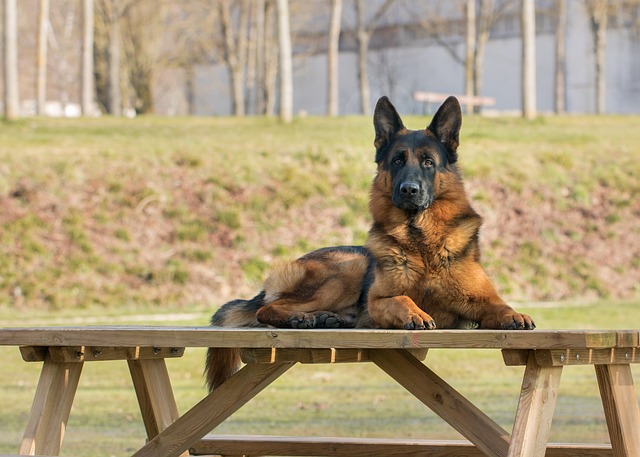 Best Pet Insurance for German Shepherds