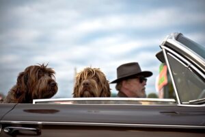 Exploring Pet Travel Insurance - Pros, Cons, and the Tailored Approach