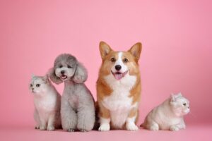 Selecting the Best Pet Insurance for Multi-Pet Households